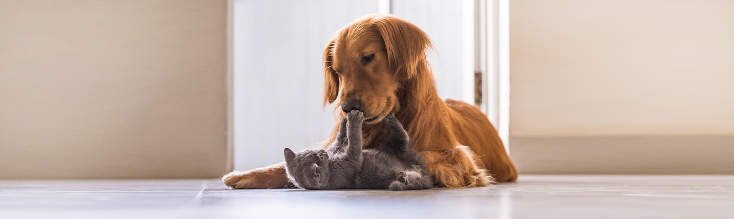 Das Zeckenmittel Frontline gibt es für Hunde und Katzen.