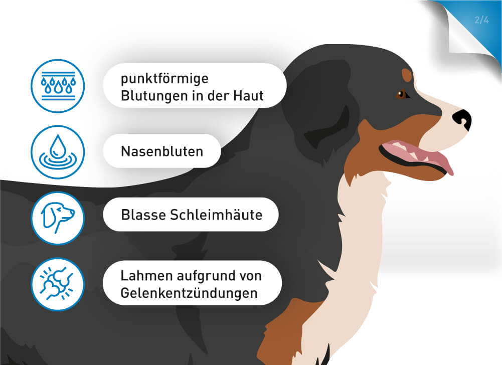 Anaplasmose bei Hunden kann sich durch Nasenbluten, punkförmige Blutungen in der Haut oder Lahmheit äußern.