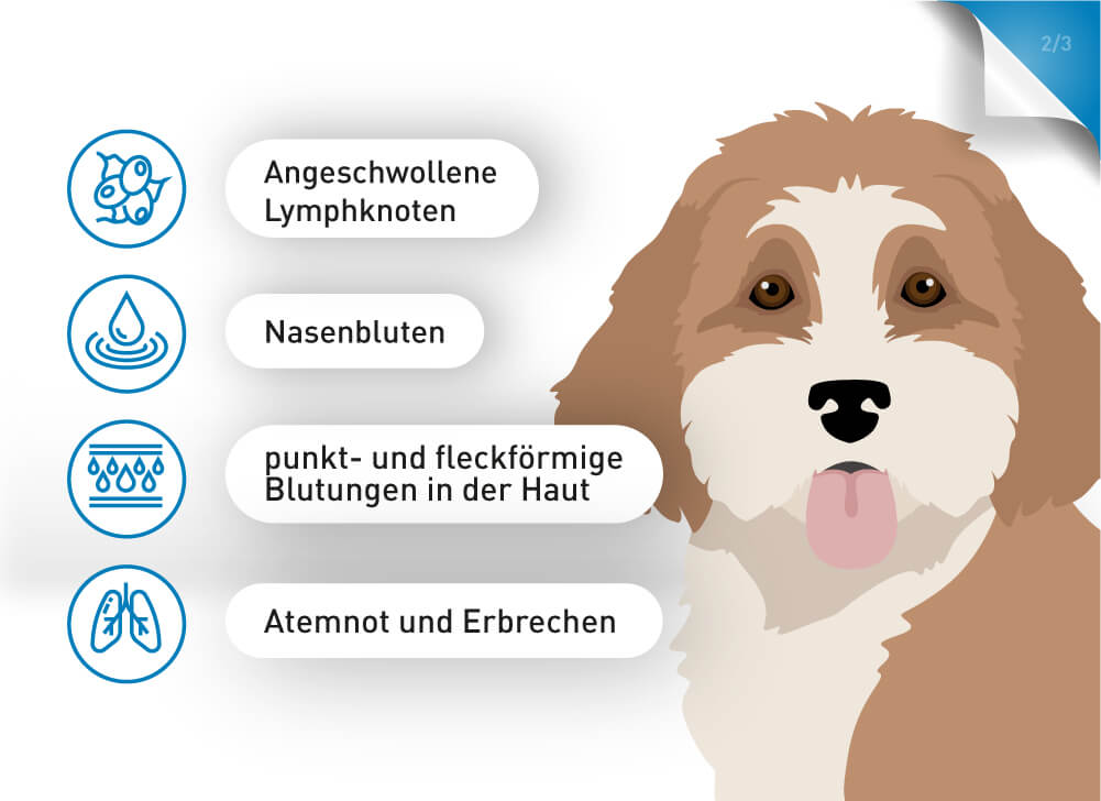 Ehrlichiose bei Hunden kann sich durch Nasenbluten, Atemnot und Erbrechen äußern.
