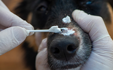 Hautpilz bei Hunden kann auch auf den Menschen übergehen.