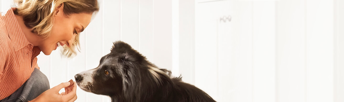 Alles zu Vorteilen von Kautabletten gegen Zecken und Flöhe bei Hund und Katze.