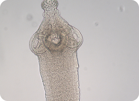 Der Gurkenkernbandwurm heftet sich im Darm von Hund oder Katze mit Saugnäpfen an.