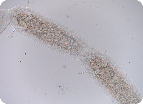 Mit seiner länglichne Form wird der Gurkenkernbandwurm 10 bis 70 cm lang.
