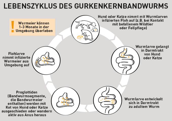 Der Lebenszyklus des Gurkenkernbandwurms bei Hund und Katze beginnt mit der Infektion und endet mit der potenziellen Weitergabe an andere Tiere.