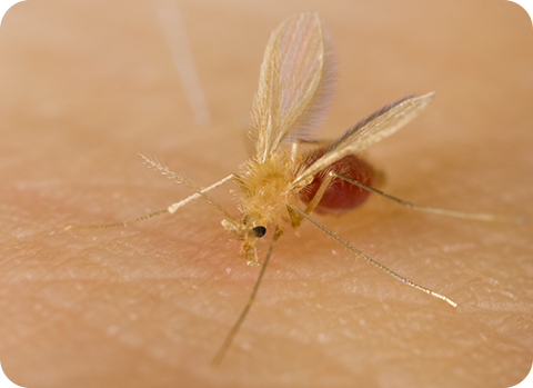 Sandmücken saugen Blut bei Mensch und Tier, um zur Eiablage bereit zu sein. Nach der Blutmahlzeit legt ein Sandmücken-Weibchen bis zu 100 Eier.