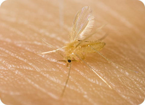 Die Sandmückenart phlebotomus sergenti sticht durch ihren sandfarbenen Körper und ihre schwarzen Augen hervor.