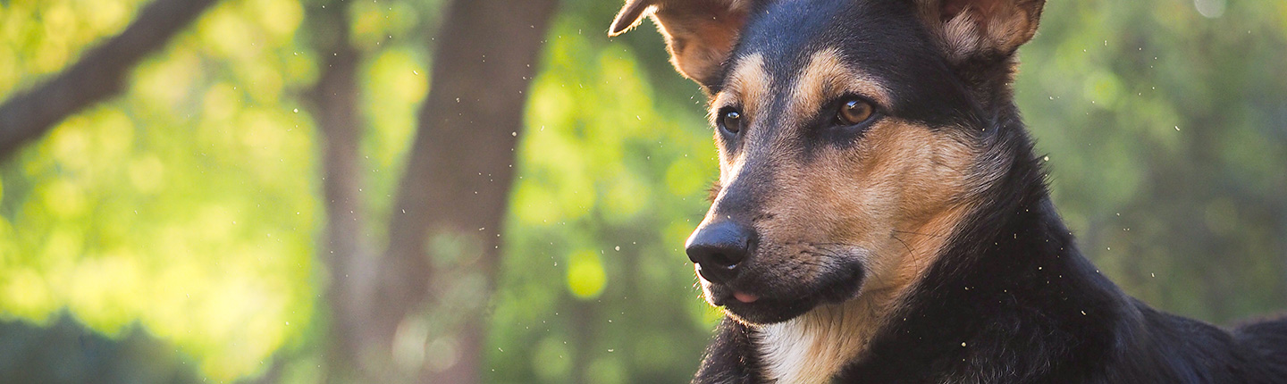 Sandmücken sind Überträger der Leishmaniose, eine für Hunde lebensgefährliche Infektionskrankheit.