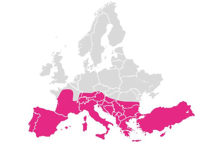 Sandmücken werden allem im südlichen Europa, aber auch in Deutschland zur Gefahr für Hund und Mensch.