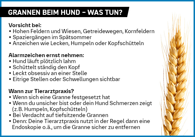 Checkliste: Grannen beim Hund. Symptome und Entfernung.