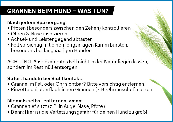 Checkliste: Grannen beim Hund. Vorbeugung und korrekte Entfernung.