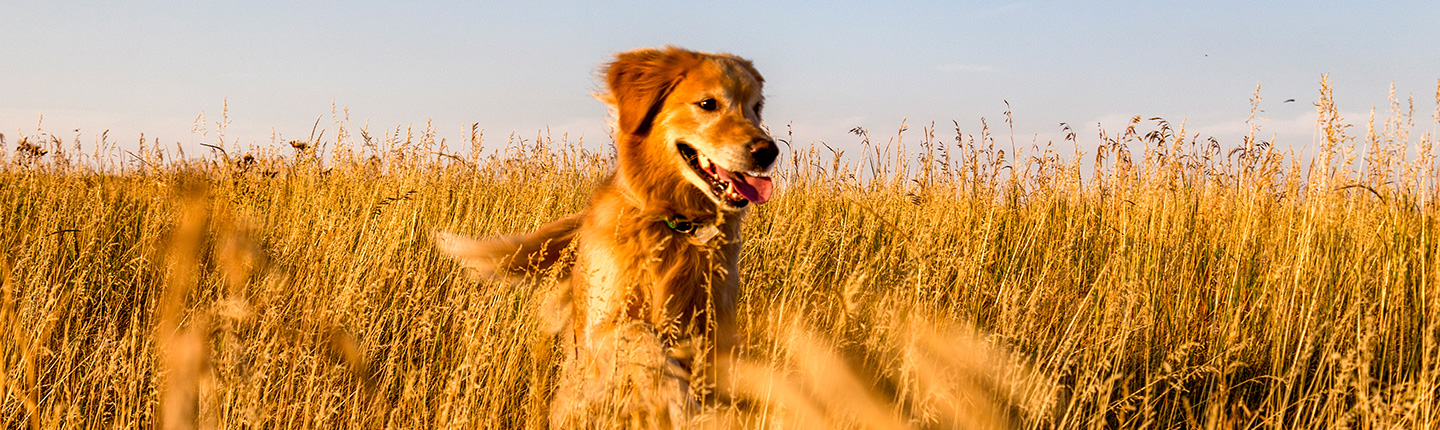 Grannen beim Hund: Gefahren und Vermeidung