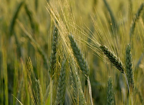 Die Ähre einer Granne in Nahaufnahme: die Widerhaken können sich fest in Bereiche von Hund und Katze festsetzen.