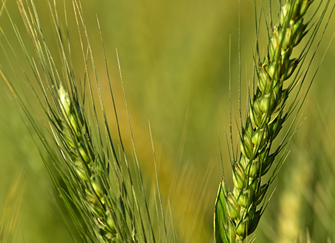 Nahaufnahme einer Granne im Feld: durch die Widerhaken verbreitet sich die Pflanze in der Umgebung, birgt für Lebewesen aber eine Gefahr.