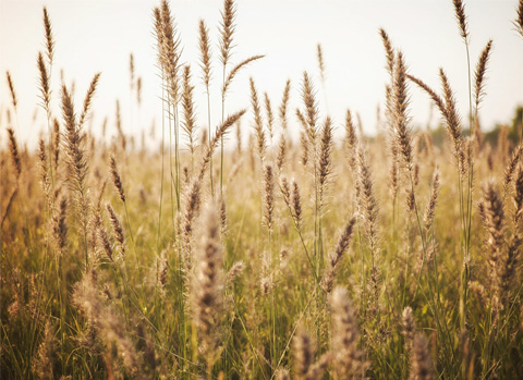 Ein Grannenfeld in der Abendsonne. Das Gefährliche der Grannen: die Ähren mit ihren Widerhaken.