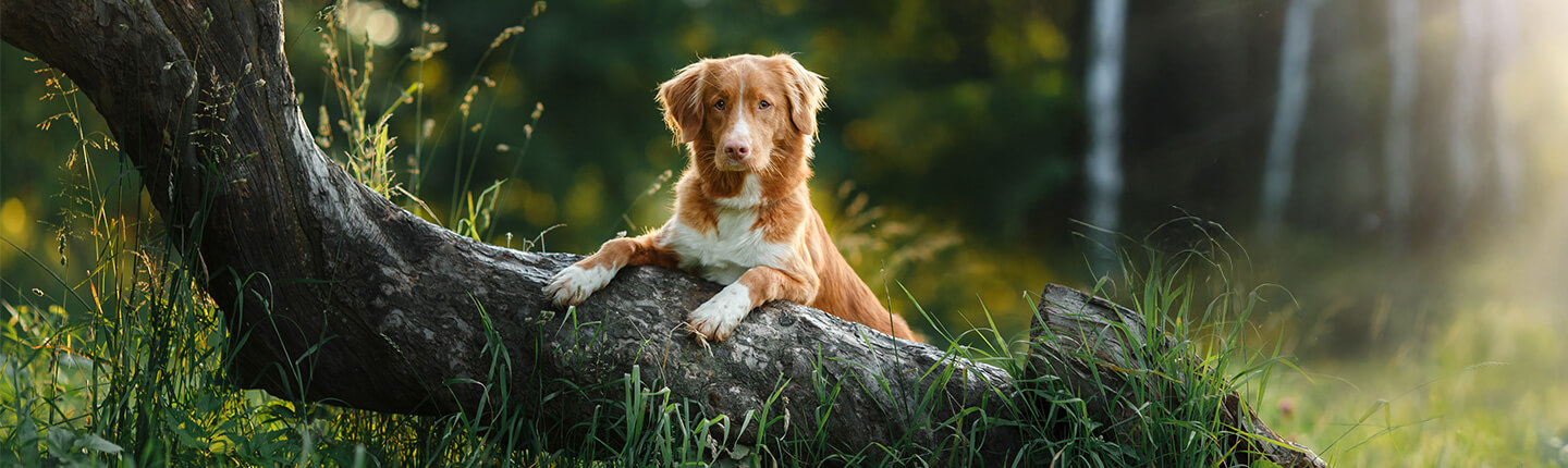 Ein Hund im Wald: ein Ort, in dem viele Hirschlausfliegen vorkommen können.