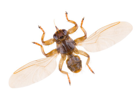 Die Hirschlausfliege: große Flügel, einen dicht beborsteter Körper und Klauen an den Beinen, die an eine Zecke erinnern.