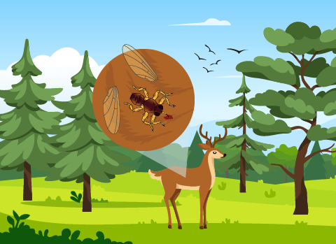 Noch auf dem Wirt wirft die Hirschlausfliege ihre Flügel ab, paart sich und beginnt mit den Blutmahlzeiten.