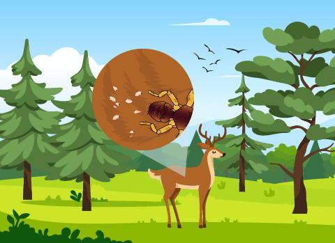 Das Weibchen der Hirschlausfliege  bei der Ablage der Larven - noch im Fell des Wirts, in diesem Fall des Rehs.