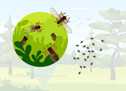 Nach der Verpuppung schlüpfen ausgewachsene Hirschlausfliegen - und bilden meist große Schwärme.