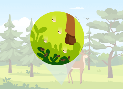 Nach der Verpuppung entfernen sich die Hirschlausfliegen-Puppen vom Wirt und fallen zu Boden.