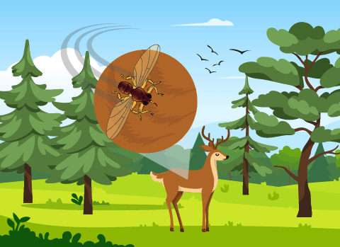 Eine Hirschlausfliege auf einem Reh: nachdem sie ihren Wirt befallen hat, kriecht sie tief in sein Fell.