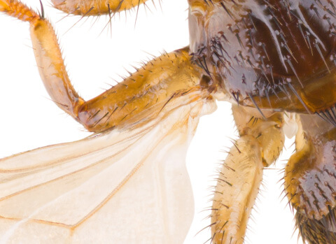 Sechs statt acht stark beeharte Beine: das unterscheidet die Hirschlausfliege von Zecken.