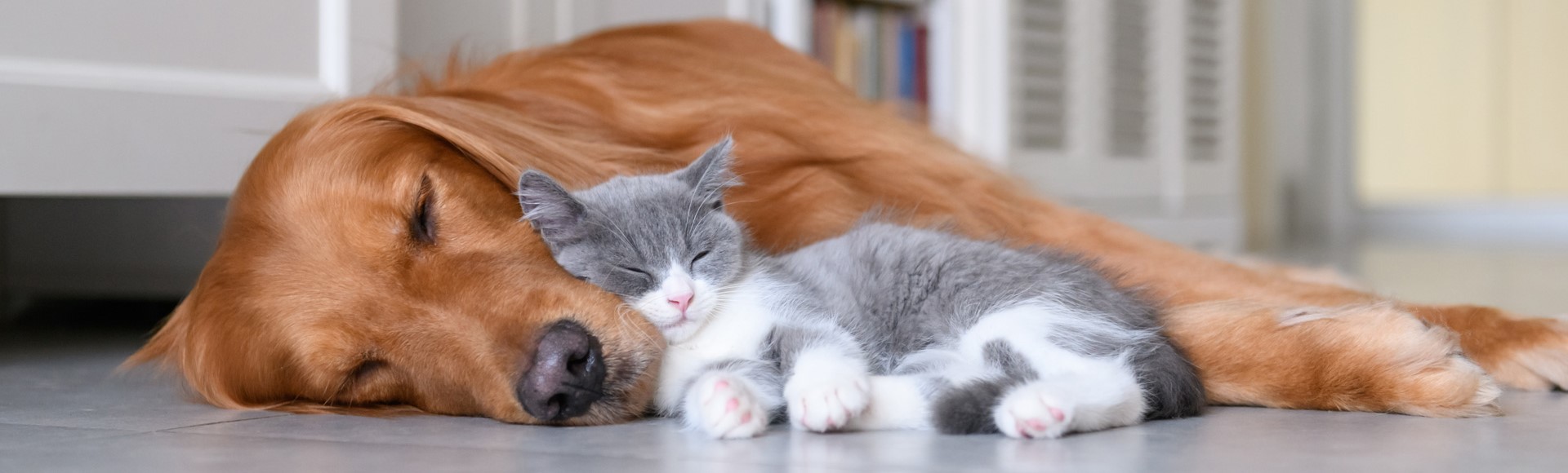 Hund und Katze am schlafen