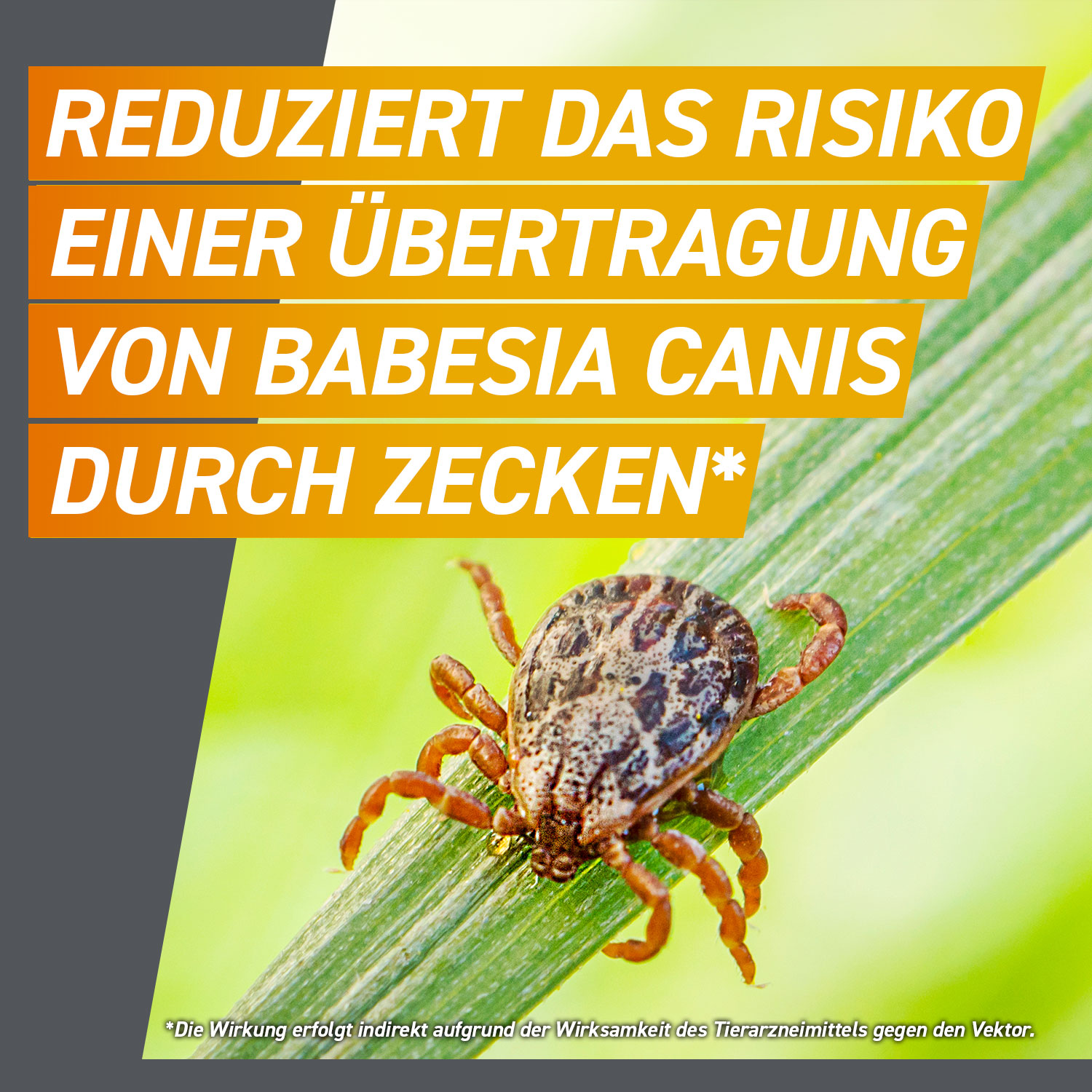 Frontpro reduziert das Risiko einer Übertragung von Babesia canis canis
