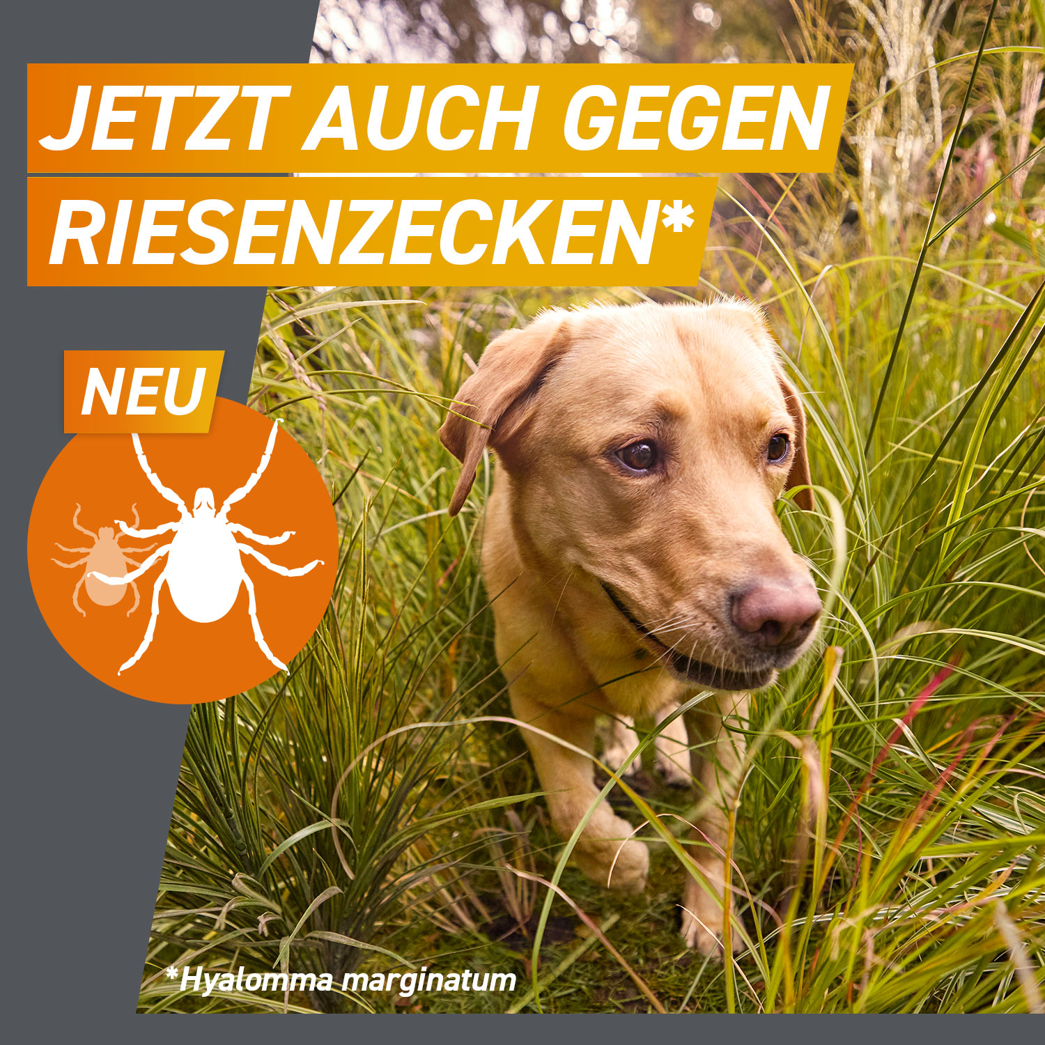 Frontpro schützt jetzt auch gegen die Riesenzecke