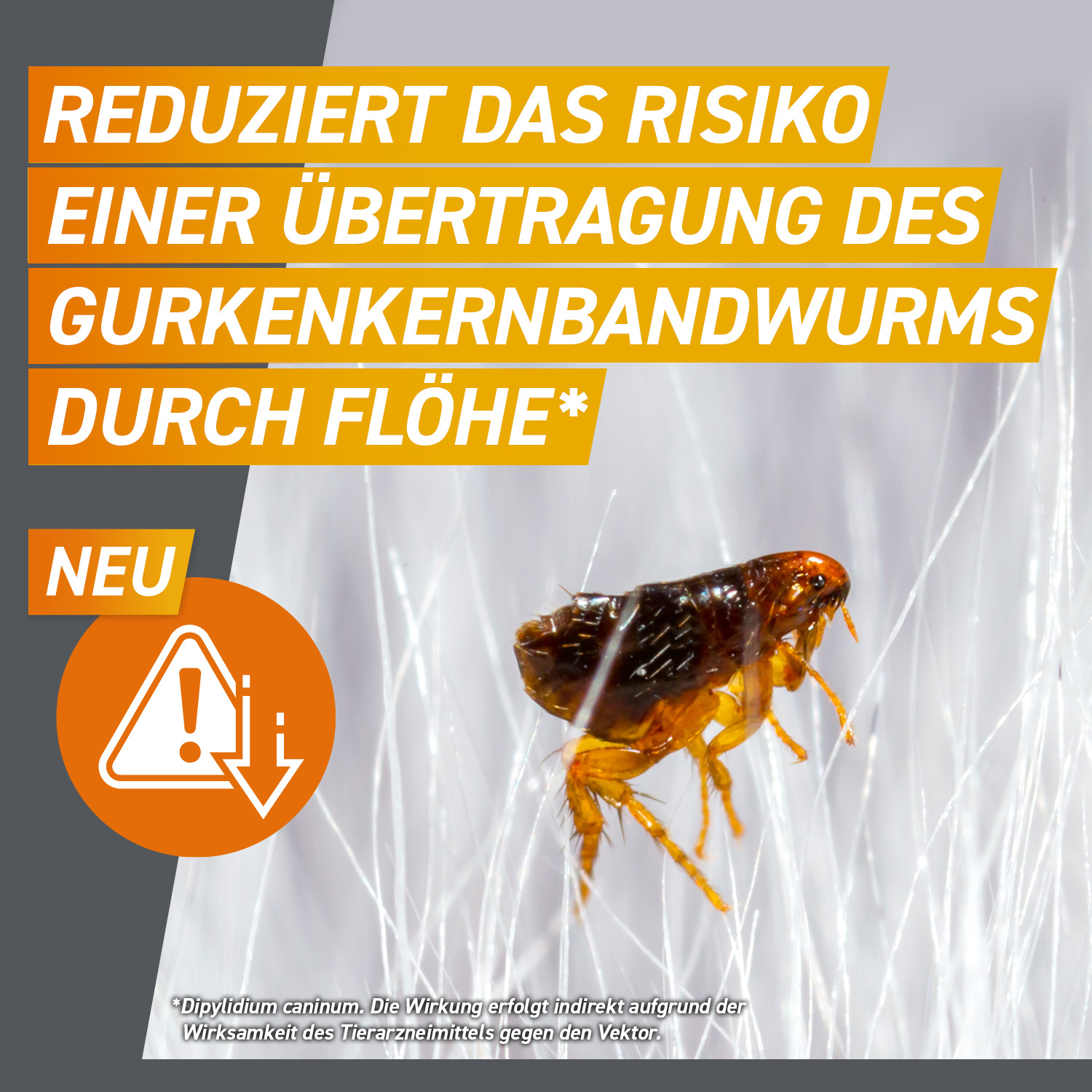 Frontpro reduziert das Risiko einer Übertragung des Gurkenkernbandwurms