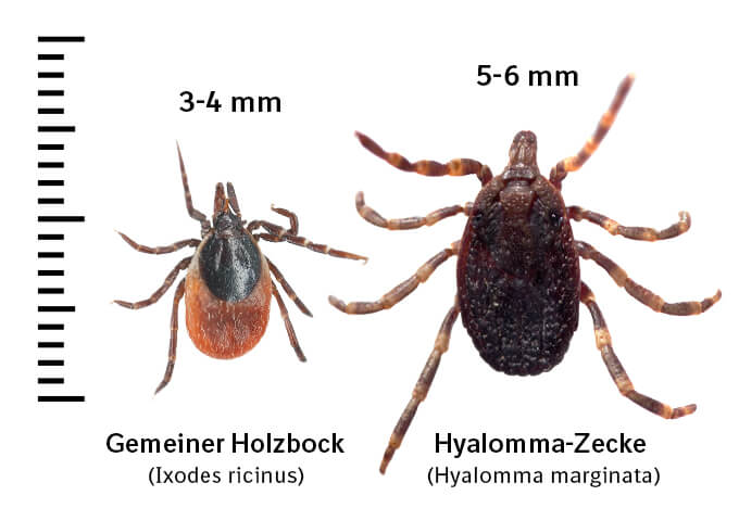 Größenvergleich der Zeckenarten Hyalomma marginatum und Gemeiner Holzbock