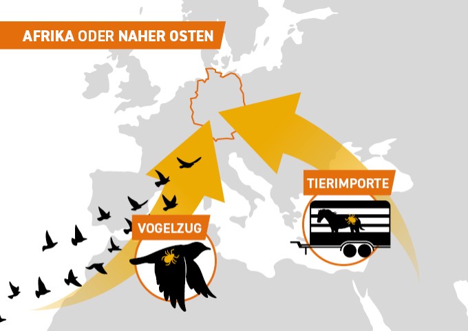 Infografik die zeigt, dass Hyalomma-Zecken meist aus Afrika oder dem Nahen Osten durch Zugvögel oder Tierimporte nach Deutschalnd kommen.