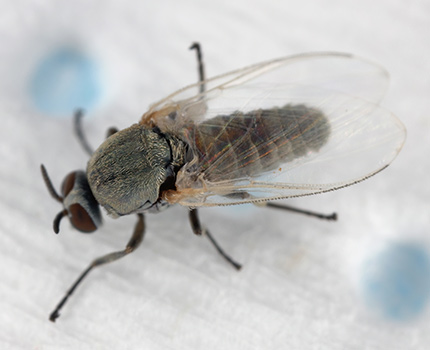 Die Kriebelmücke wird aufgrund ihres Aussehens häufig als fliegende Zecke bezeichnet - erkennbar an ihrem schwarzen, kleinen Körper.