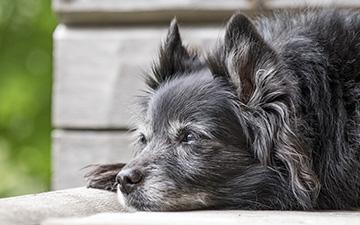 Alte Hunde - was beachten