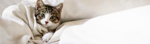Was tun bei Katzenschnupfen