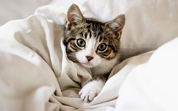 Ist Katzenschnupfen tödlich?