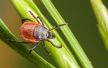 Eine Zecke, die auf einem Grashalm lauert.