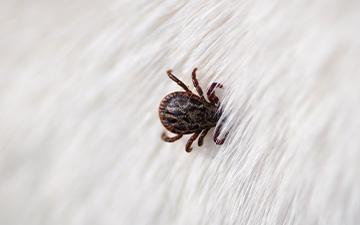 Schon ein Zeckenstich reicht aus, um Borreliose auf den Hund zu übertragen. Was tun bei Borreliose beim Hund und wie Borreliose bei Hunden erkennen?