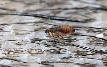 Hund und Katze können bei einem Flohbefall eine Allergie gegen den Speichel von Flöhen entwickeln. Das nennt man Flohspeichel-Allergie.