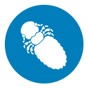 Frontline wirkt als Mittel gegen Haarlinge.