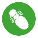 Frontline Combo Katze wirkt als Mittel gegen Haarlinge bei Katzen und Frettchen.