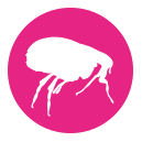 Frontline Tri-Act wirkt noch schneller gegen Flöhe bei Hunden.