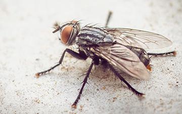 Kriebelmücken sind kleine, schwarze Fliegen, die sich auch vom Blut von Hunden ernähren.
