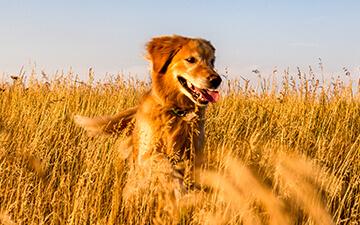 Ein Hund, der durch ein Feld voller Grannen springt - eine Gefahr für Hunde.