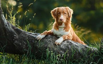 Ein Hund im Wald: vor allem dort kommen Hirschlausfliegen vor.
