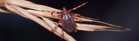 Die Riesenzecke Hyalomma marginatum auf einem Grashalm