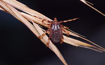 Nahaufnahme der Zeckenart Hyalomma marginatum auf einem trockenen Grashalm